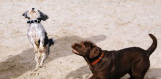 Lo que debes saber al escoger un hotel para animales de compañía