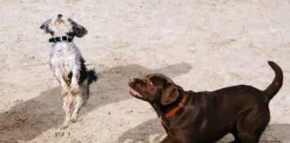 Lo que debes saber al escoger un hotel para animales de compañía