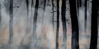 ¡Aguas, Aguas! humedales bajo fuego: ¿qué está haciendo Chile? (Opinión)