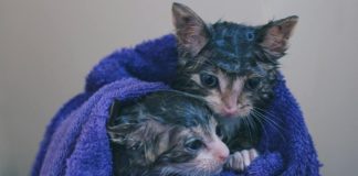 ¿Qué cuidado debemos tener con nuestros peludos si fueron afectados por un incendio?