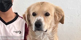 ¡Un estudiante perruno!: conoce a Nacho, el perrito que “toma clases” en secundaria de Durango