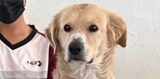 ¡Un estudiante perruno!: conoce a Nacho, el perrito que “toma clases” en secundaria de Durango