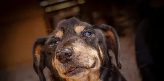 La incansable labor de apoyo animal a los perros mayores de Callejeritos de la Vega: ¿cómo ayudar?