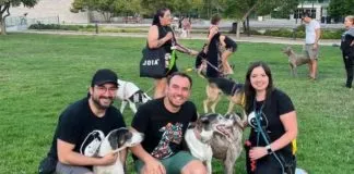 Ayuda a la Fundación Galgos Chile a seguir ayudando a los animales, ¡sumándote a su voluntariado de transportes ¡
