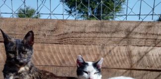 Ayuda a la Fundación Donde la Mery a seguir ayudando a los animales, ¡aportando para la compra de los sacos de comida¡