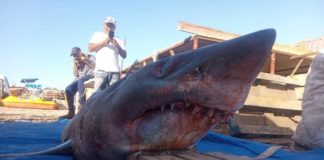 Tiburón de 243 kilos varó cerca de las costas de Tocopilla