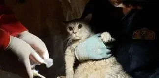 La lucha para salvar a los animales atrapados tras el terremoto en Turquía