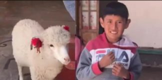 Emocionante historia: escolar lleva a su oveja a clases, pues le daba miedo que le pudiera pasar algo durante su ausencia