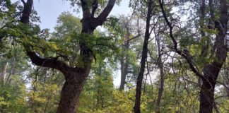 Los bosques de la Región de O’Higgins sufren con la acción del hombre