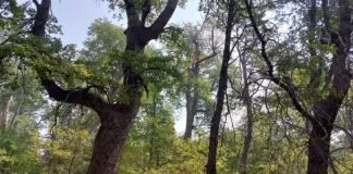 Los bosques de la Región de O’Higgins sufren con la acción del hombre