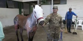 «Luna» y «Comino» son los dos primeros caballos en recibir el alta médica tras recuperarse de quemaduras sufridas a causa de los incendios