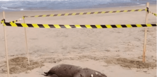 Cuestionan fuertemente a las autoridades, tras permanecer el cuerpo de un lobo marino muerto 12 horas en playa de Reñaca
