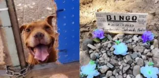 Juzgado declara admisible querella por el delito de maltrato animal, tras el asesinato del perro Bingo en Viña