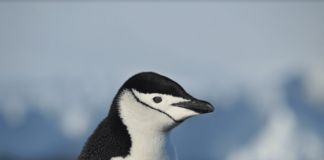 Preocupante realidad: Un 30% se han reducido las poblaciones de tres generaciones de pingüino barbijo en la península Antártica