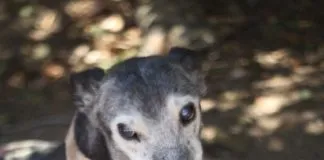 El galgo mágico