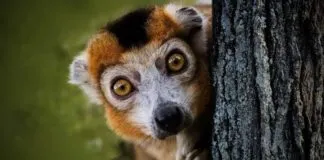 Brasil prohíbe uso de animales vertebrados en pruebas de industria cosmética