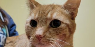 Gato se perdió en Miami y apareció 2 años después a miles de kilómetros