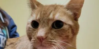Gato se perdió en Miami y apareció 2 años después a miles de kilómetros
