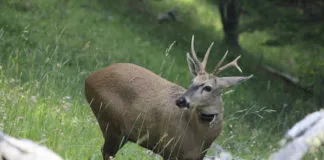 Lanzan Corredor Nacional del Huemul y anuncian primer centro de rescate para la especie en Aysén