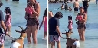Humanos responsables llevan a cabrita con pañales a bañarse en el mar