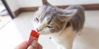 El churu no sirve como tratamiento conductual, afirman especialistas