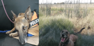 Piden apoyo para pagar hogar temporal de Apolo, galgo rescatado hace 5 años que fue devuelto por su familia a fundación animalista