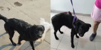 ¡Súmate a la cadena de ayuda para operar a un perro cuya mandíbula está fracturada, a causa de una patada que recibió de cachorro¡