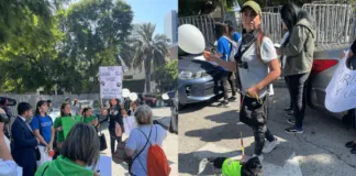 Animalistas alzaron la voz por el asesinato de Bingo, perrito rescatado que fue matado a palos en Viña del Mar