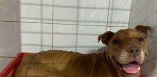 Convocan a marcha para protestar contra el asesinato de Bingo, perrito rescatado que fue matado a palos en Viña del Mar