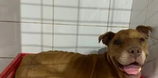 Convocan a marcha para protestar contra el asesinato de Bingo, perrito rescatado que fue matado a palos en Viña del Mar