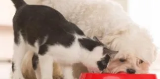 ¿Cuáles son los puntos claves al momento de elegir un alimento para nuestros perros o gatos?
