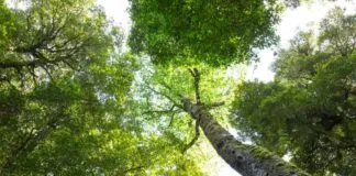 Investigadores crean en Chile laboratorio natural para resguardar a los robles pellines más altos y antiguos del mundo