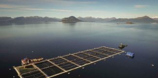 Tribunal Ambiental nuevamente da la razón a comunidades frente a salmoneras en Reserva Nacional Kawésqar