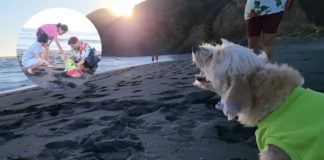 Emocionante: llevan a perrita a la playa, su lugar favorito, antes de dormirla producto de una enfermedad terminal