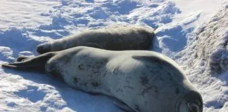Focas permiten el rescate de valiosa información oceanográfica en la Antártica