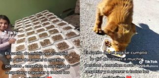 Un ejemplo admirable: niña con la ayuda de su mamá alimento a muchos perros abandonados