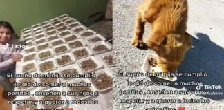 Un ejemplo admirable: niña con la ayuda de su mamá alimento a muchos perros abandonados