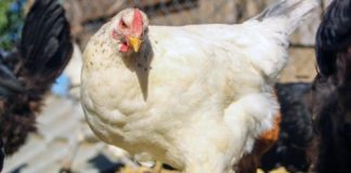 Colmevet refuerza llamado a evitar el contacto con animales enfermos o sospechosos de Influenza Aviar