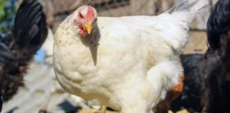 Colmevet refuerza llamado a evitar el contacto con animales enfermos o sospechosos de Influenza Aviar