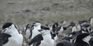 Los cambios ambientales y la falta de kril afectan la reproducción de los pingüinos barbijo