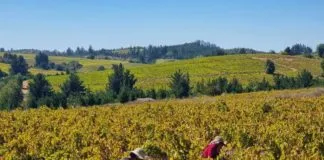 Proyecto busca reducir en su totalidad los residuos de la industria del vino