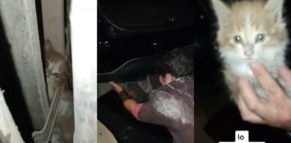 Simplemente emocionante: Familia decidió adoptar a gato que viajó en el parachoque de su auto desde Santiago a San Fernando