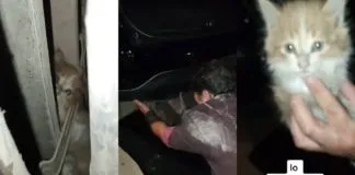 Simplemente emocionante: Familia decidió adoptar a gato que viajó en el parachoque de su auto desde Santiago a San Fernando