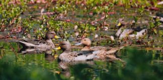 Más de 5 mil personas exigen ampliar área declarada del Humedal Ayüwün de Linares para su protección ambiental