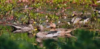 Más de 5 mil personas exigen ampliar área declarada del Humedal Ayüwün de Linares para su protección ambiental