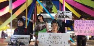 Activistas alzaron la voz contra el maltrato animal que conlleva el rodeo en una nueva versión del Campeonato Nacional de Rodeo