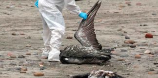 Colmevet Llanquihue hace llamado a reforzar medidas preventivas contra la Influenza Aviar, a un mes de detectarse el primer caso en la zona