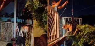 Digno de destacar: Familia le hace arnés a su perrito que ya no puede subir la escalera, a causa de los años