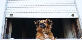 ¿Se puede prohibir la tenencia de animales a los copropietarios en un edificio?