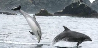 Varamiento de animales marinos aumentó un 2.425% por influenza aviar